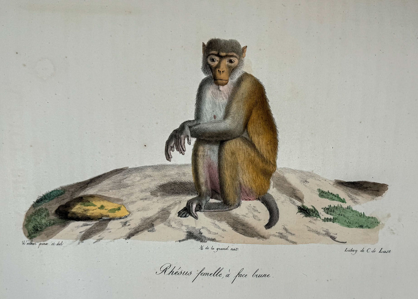Histoire naturelle des mammifères, avec des figures originales enluminées, dessinées après des animaux vivants.