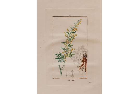 Découverte d'un exceptionnel ouvrage de botanique médicale