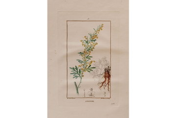 Découverte d'un exceptionnel ouvrage de botanique médicale