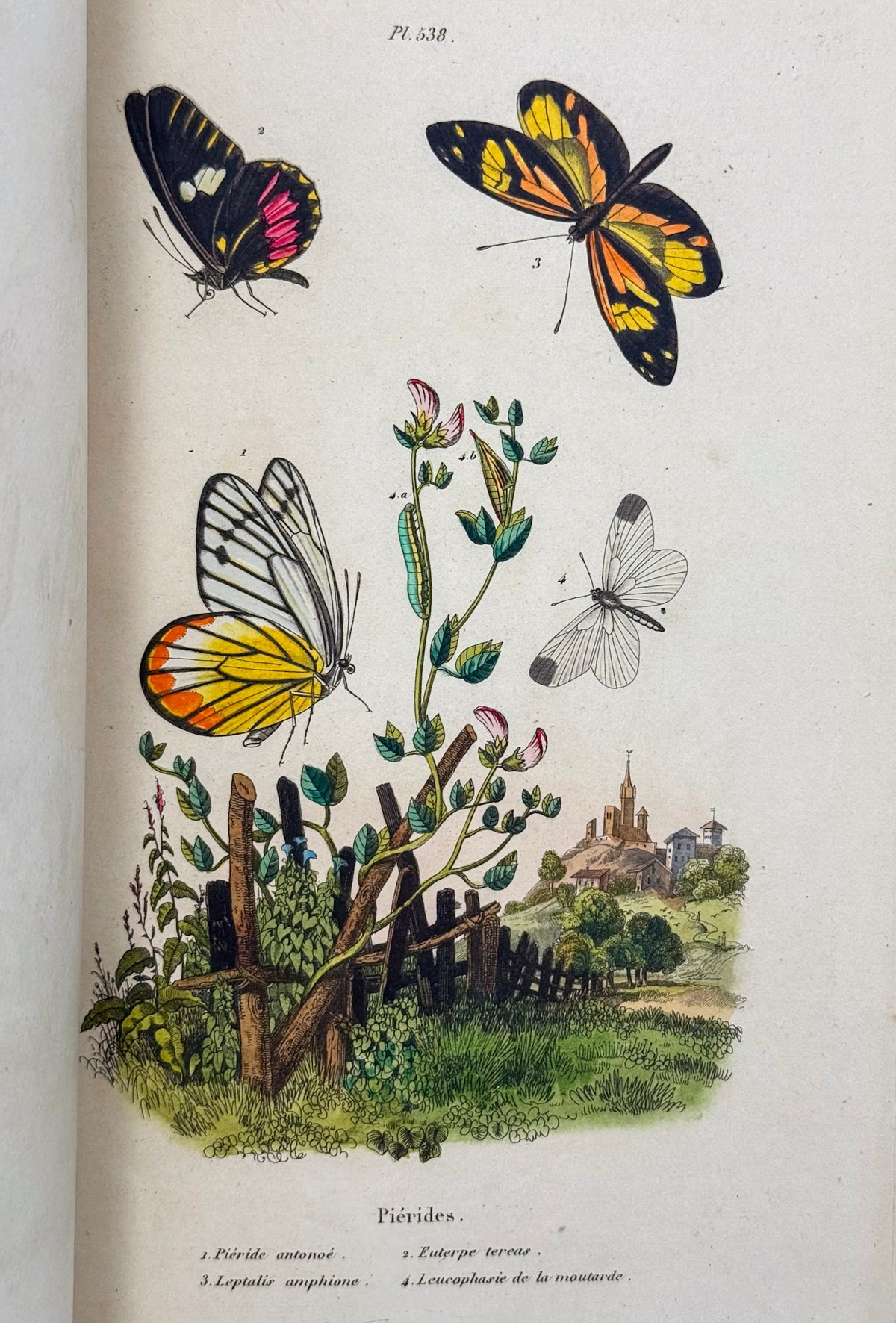 Dictionnaire pittoresque d'histoire naturelle