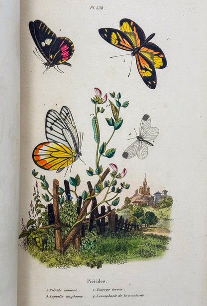 Dictionnaire pittoresque d'histoire naturelle