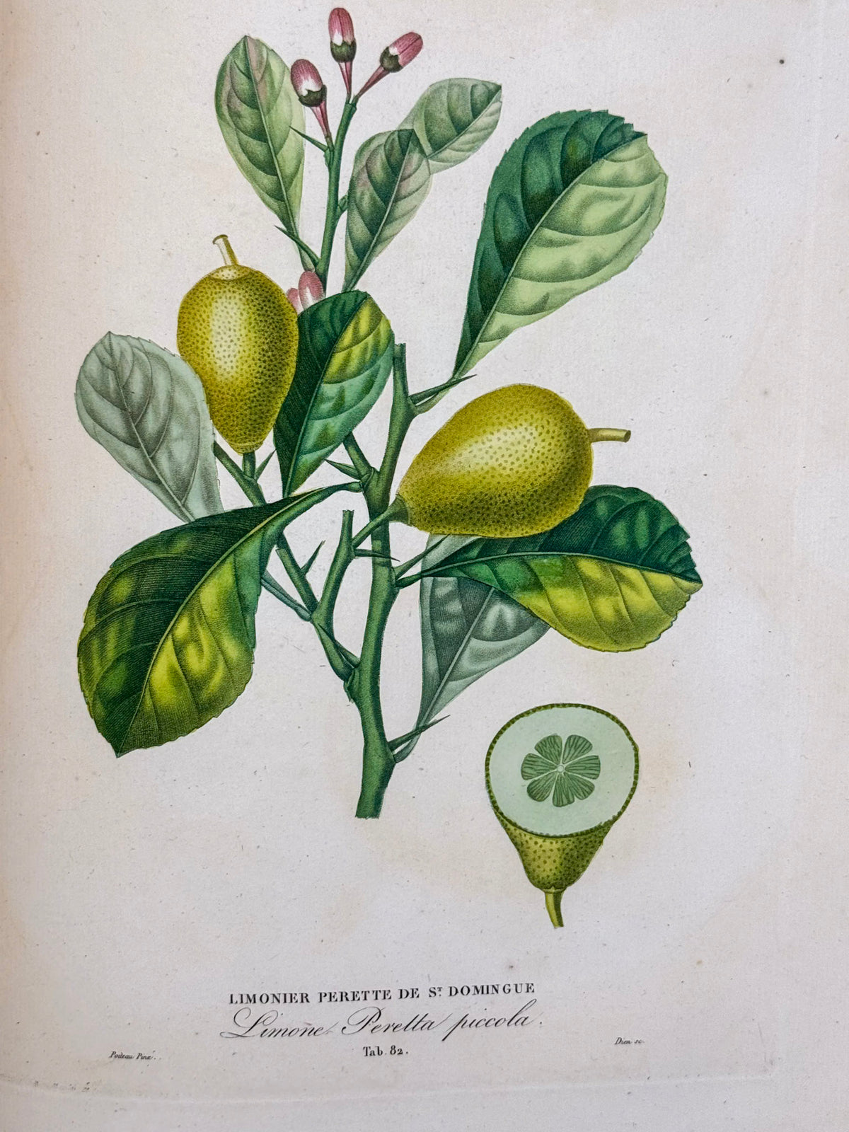 Histoire naturelle des orangers