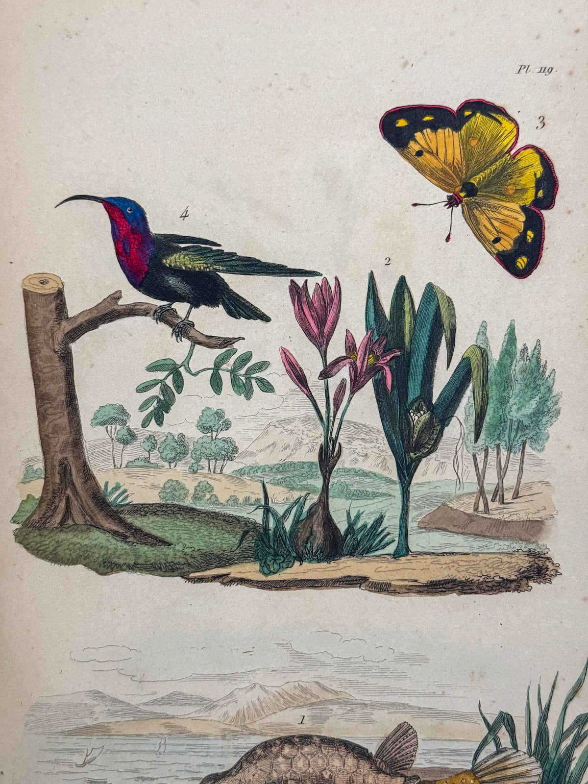 Dictionnaire pittoresque d'histoire naturelle