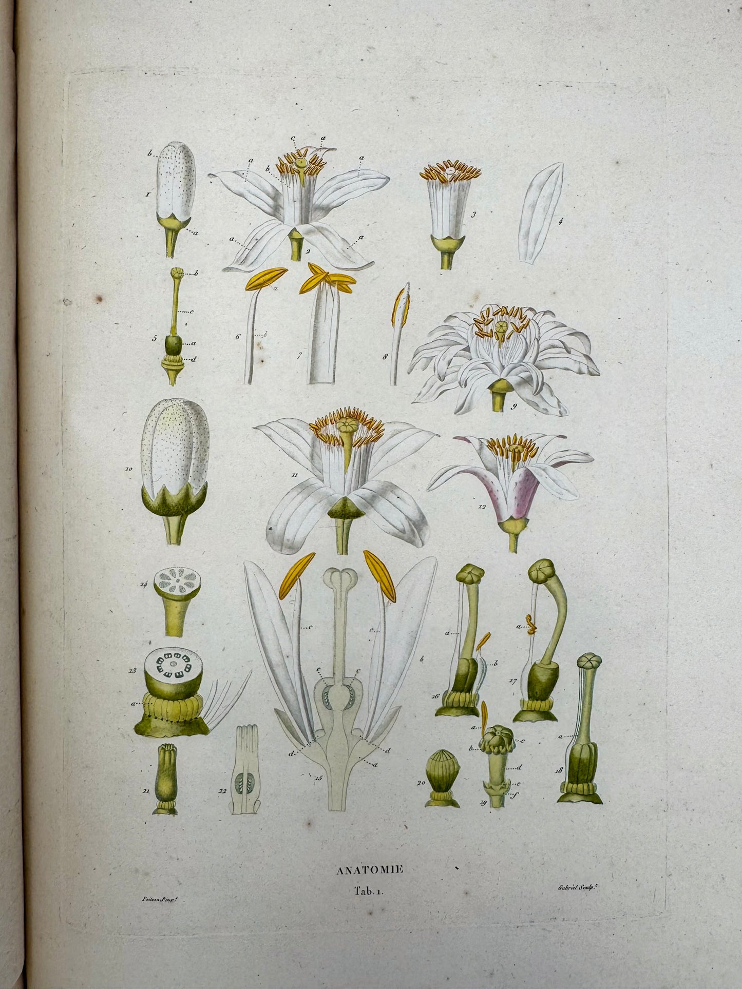 Histoire naturelle des orangers