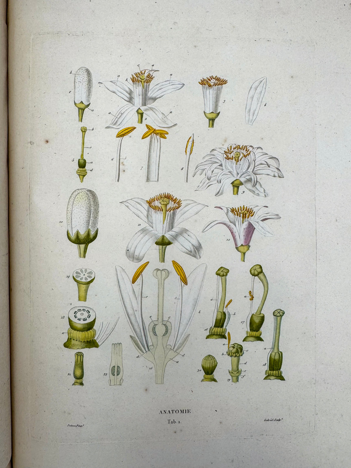 Histoire naturelle des orangers