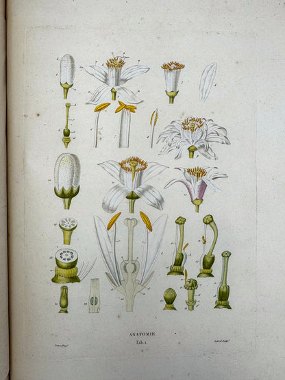 Histoire naturelle des orangers