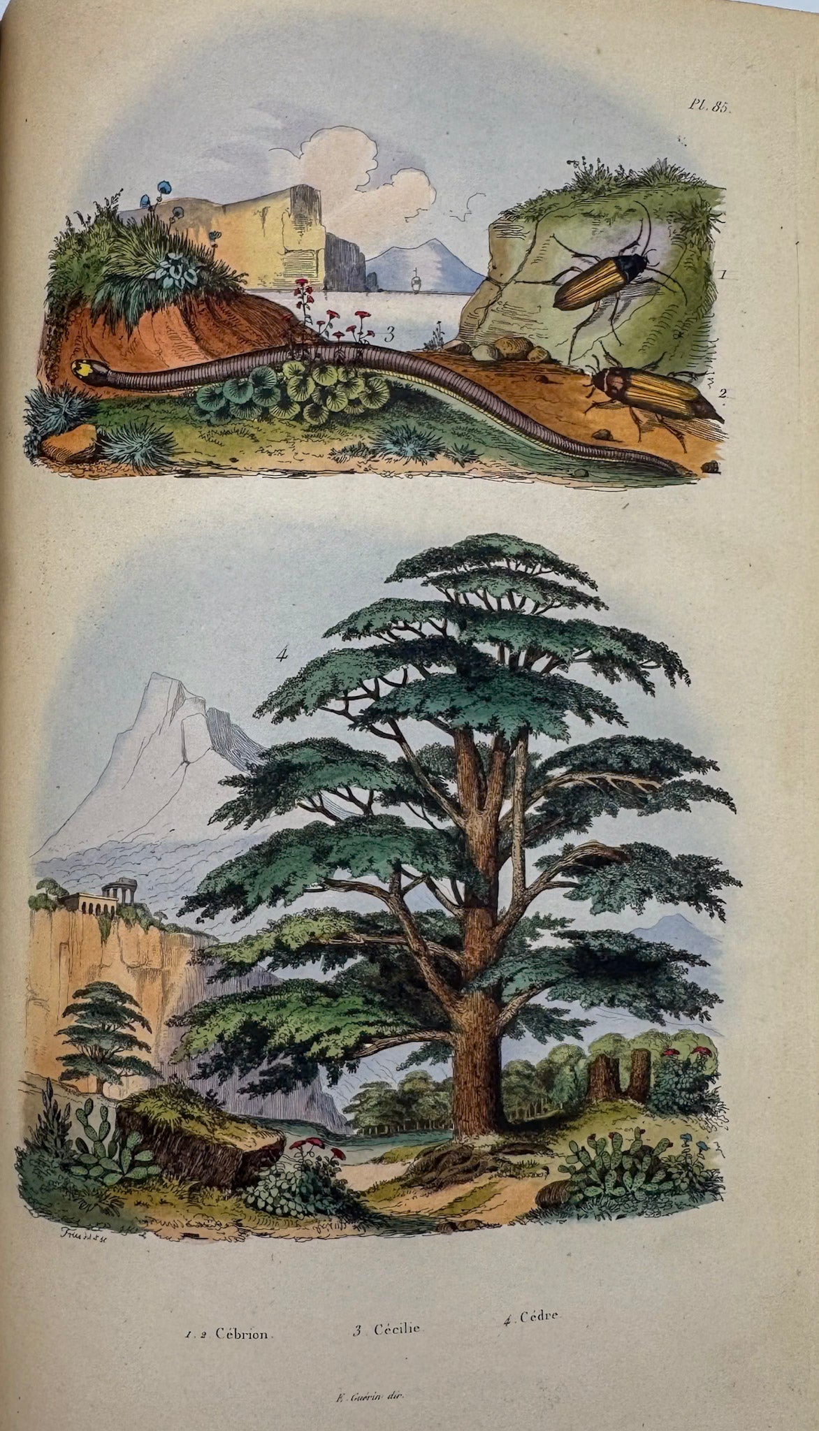 Dictionnaire pittoresque d'histoire naturelle