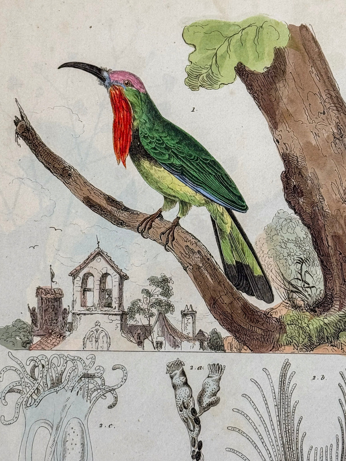 Dictionnaire pittoresque d'histoire naturelle