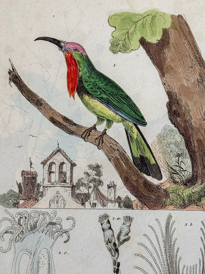 Dictionnaire pittoresque d'histoire naturelle