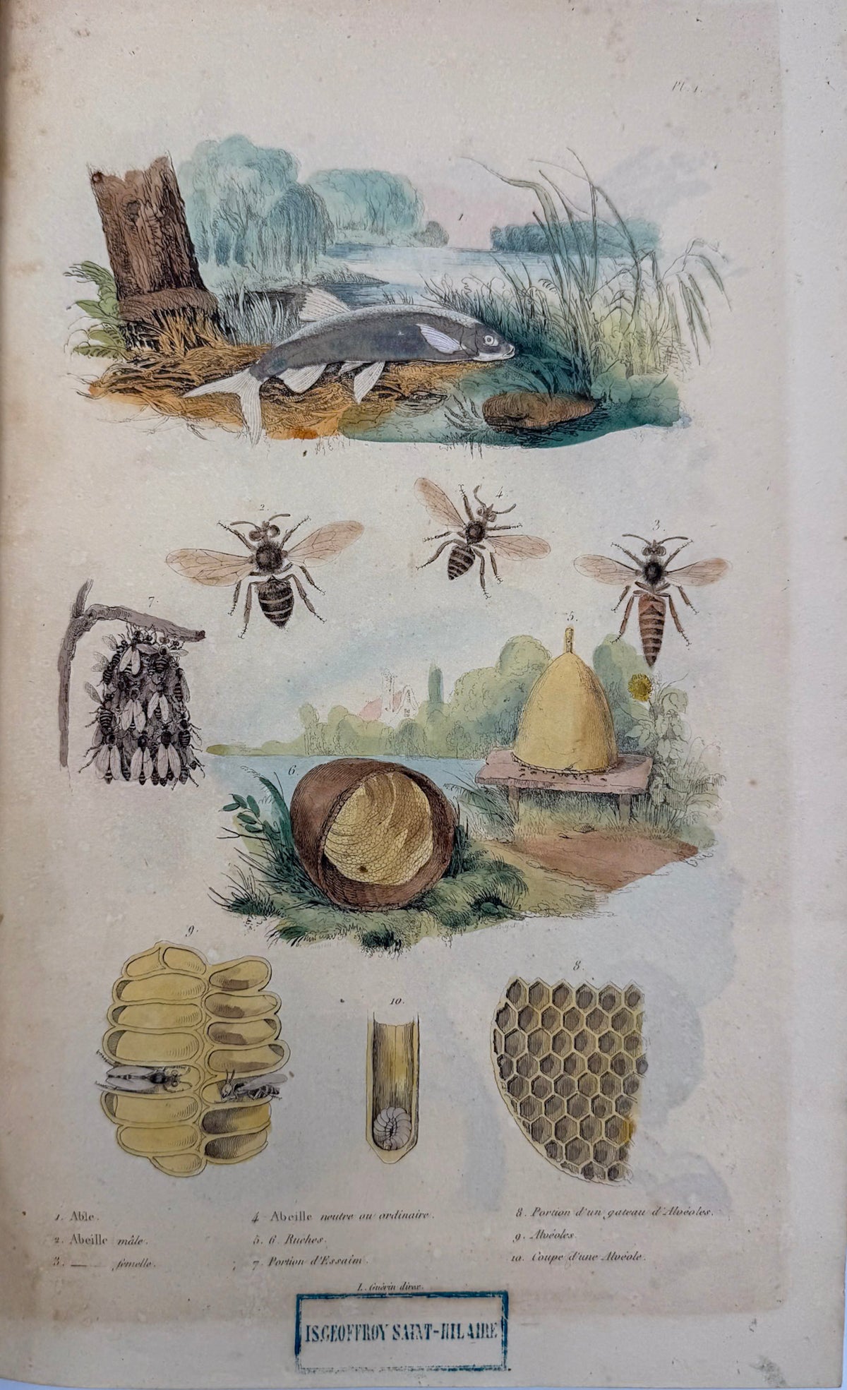 Dictionnaire pittoresque d'histoire naturelle