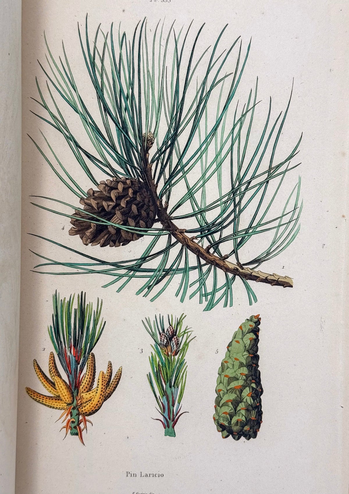 Dictionnaire pittoresque d'histoire naturelle