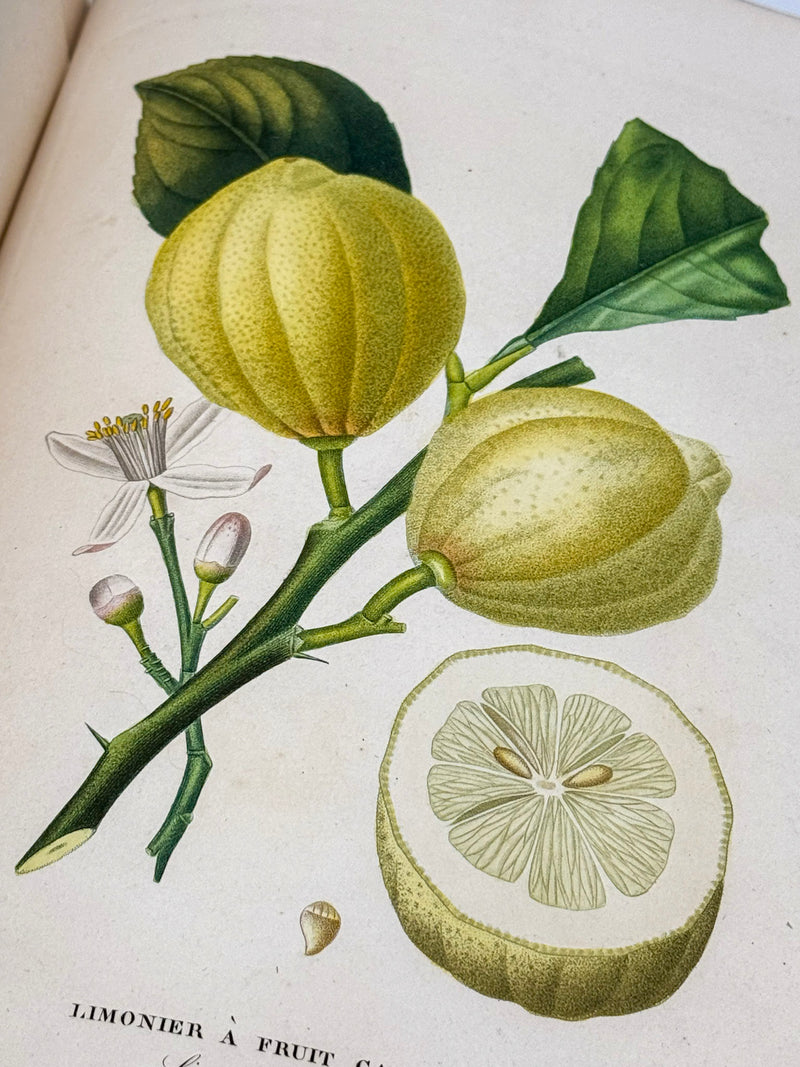 Histoire naturelle des orangers