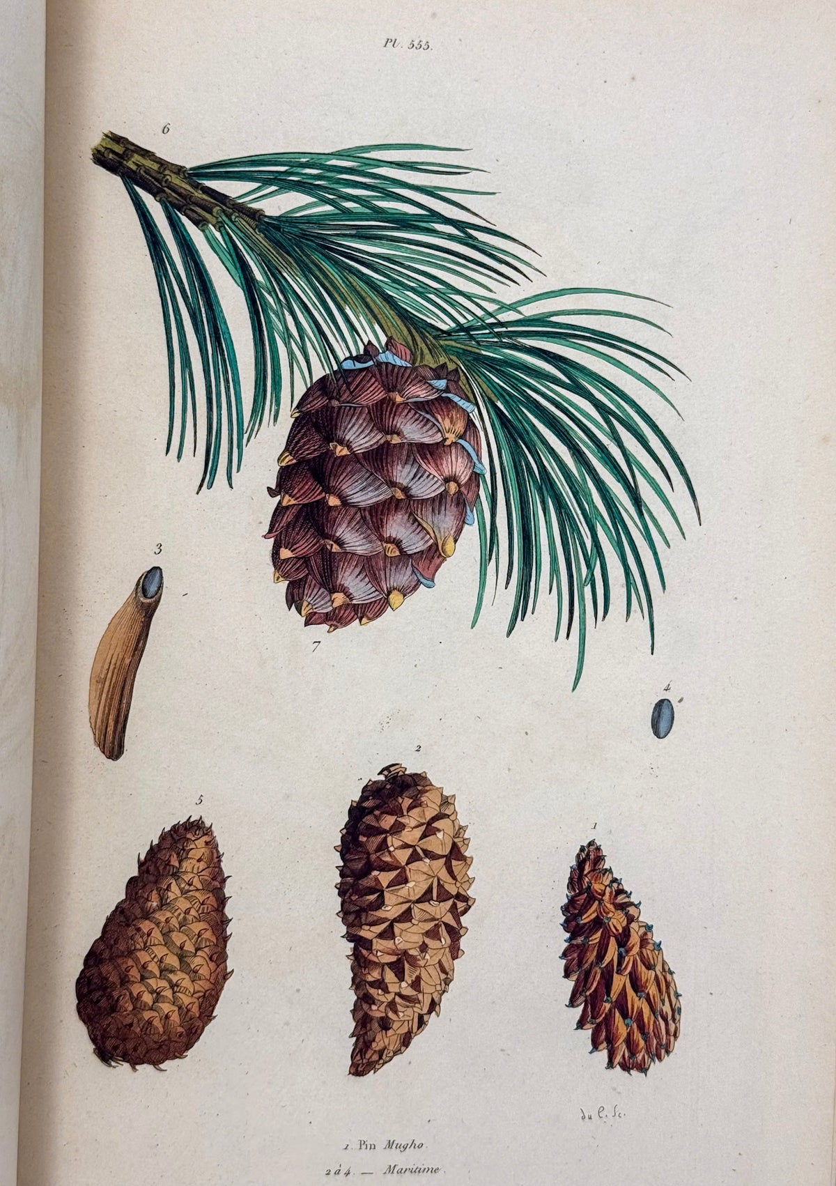 Dictionnaire pittoresque d'histoire naturelle
