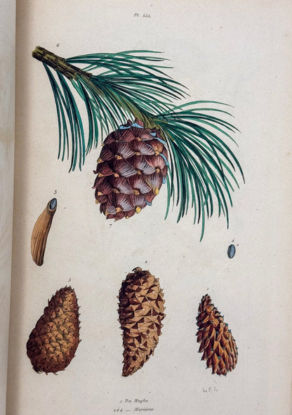 Dictionnaire pittoresque d'histoire naturelle