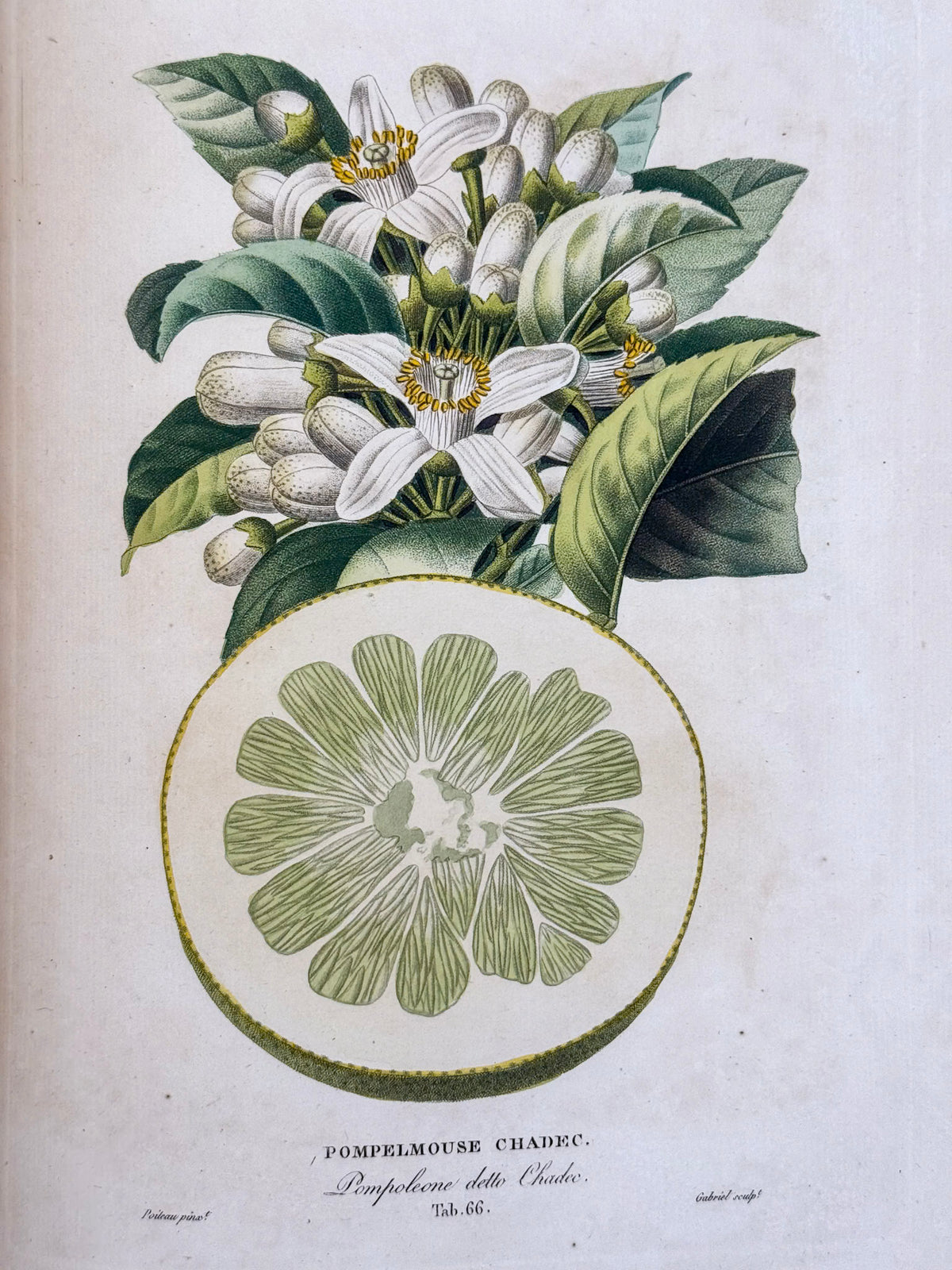 Histoire naturelle des orangers