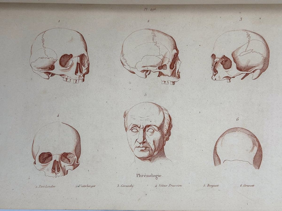 Dictionnaire pittoresque d'histoire naturelle