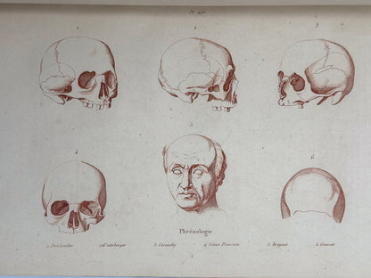 Dictionnaire pittoresque d'histoire naturelle