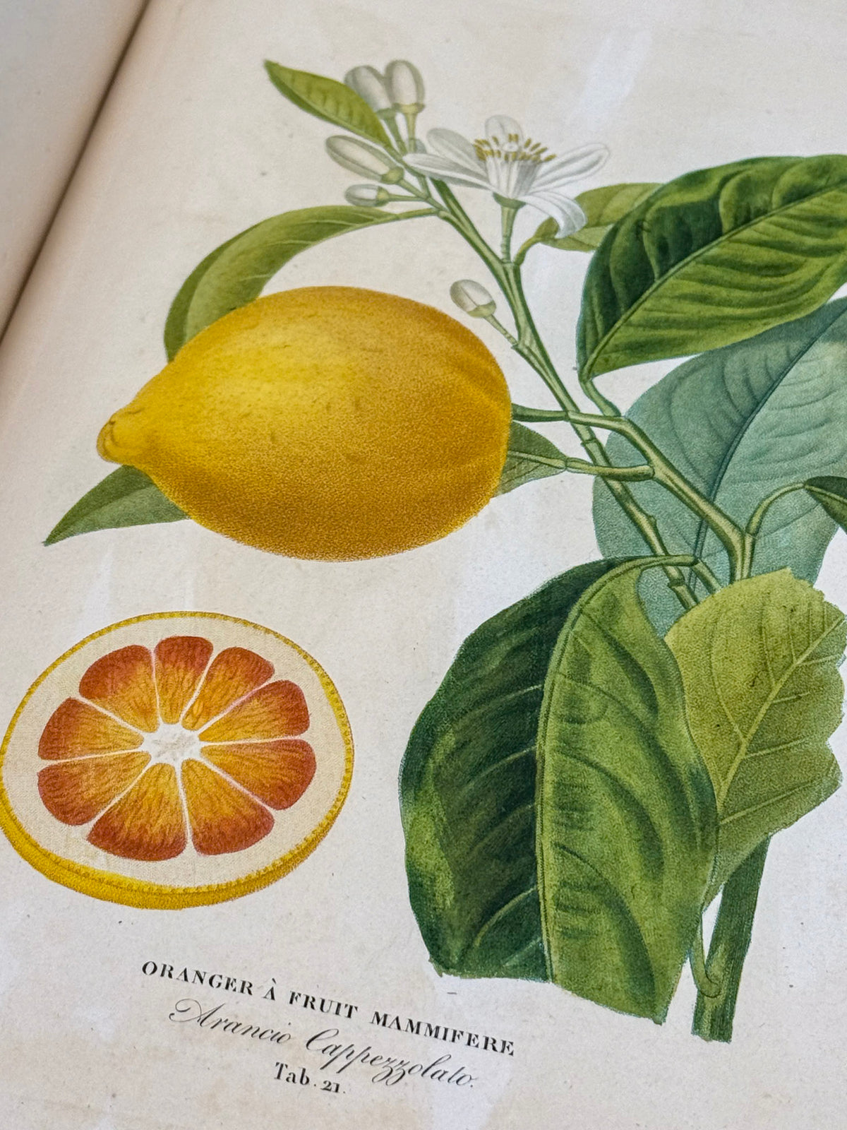 Histoire naturelle des orangers