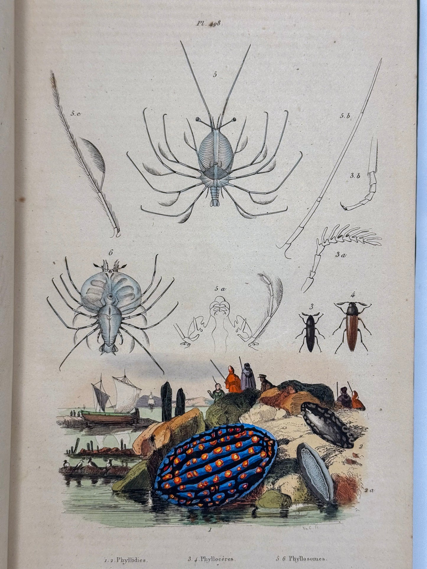 Dictionnaire pittoresque d'histoire naturelle