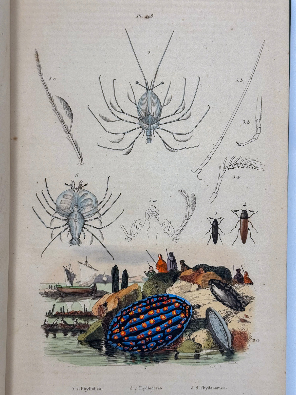 Dictionnaire pittoresque d'histoire naturelle