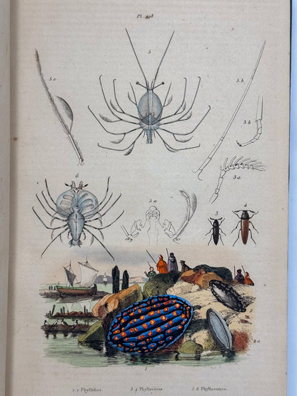 Dictionnaire pittoresque d'histoire naturelle