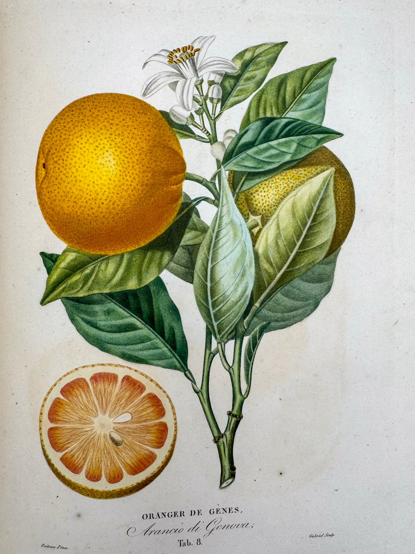Histoire naturelle des orangers