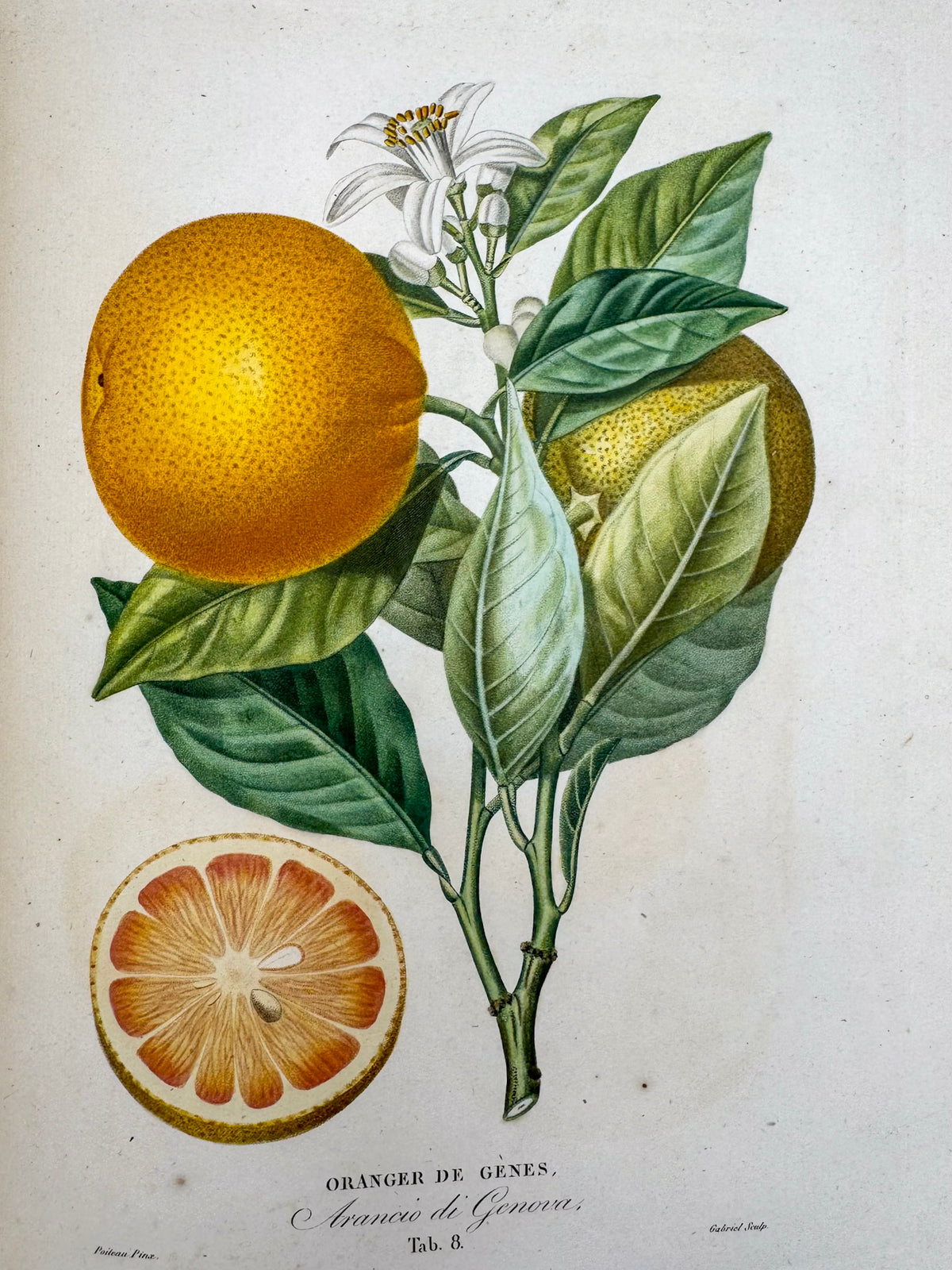 Histoire naturelle des orangers