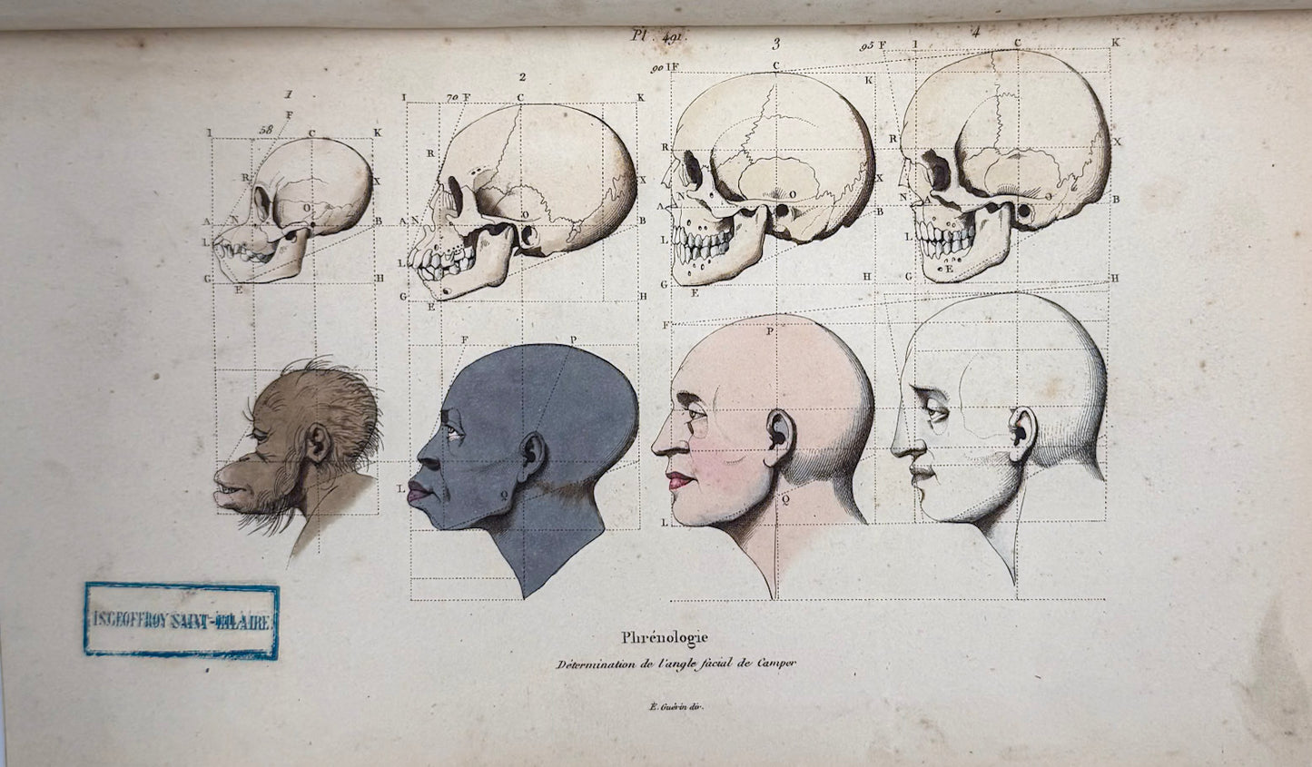 Dictionnaire pittoresque d'histoire naturelle