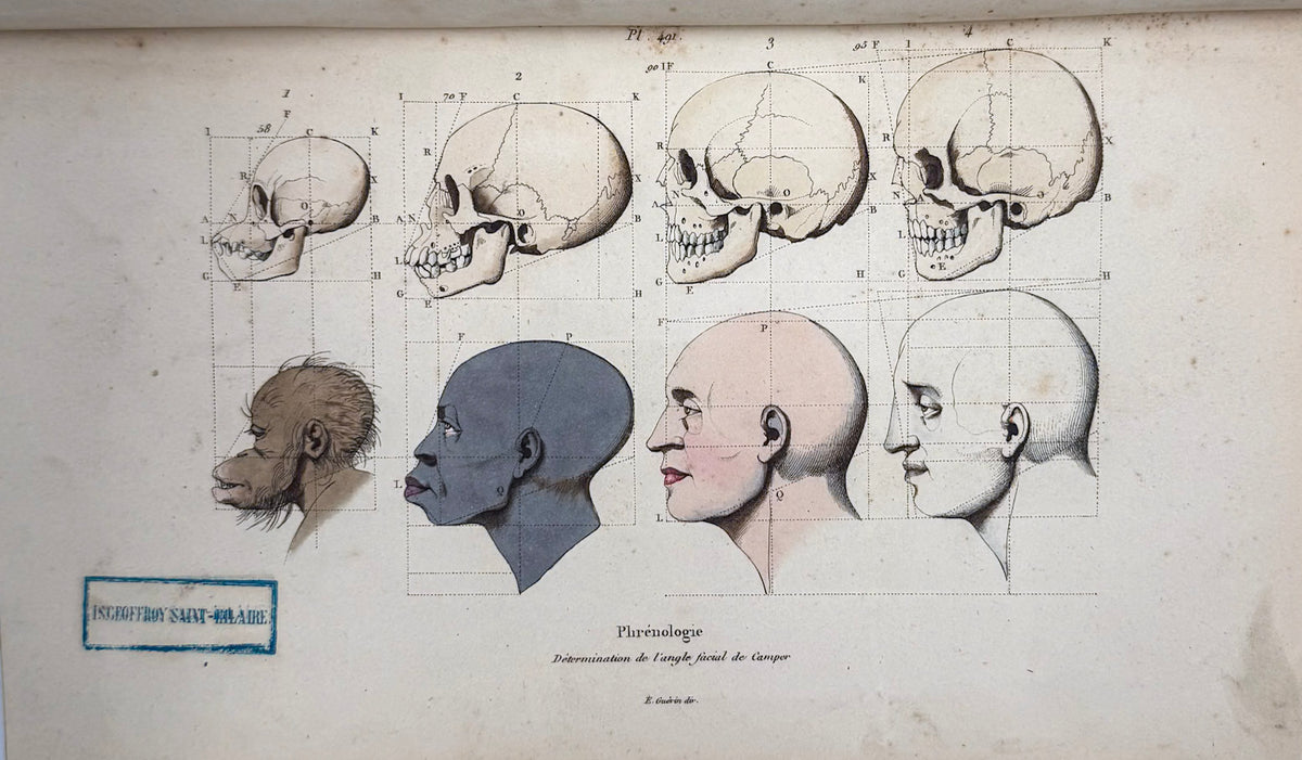 Dictionnaire pittoresque d'histoire naturelle