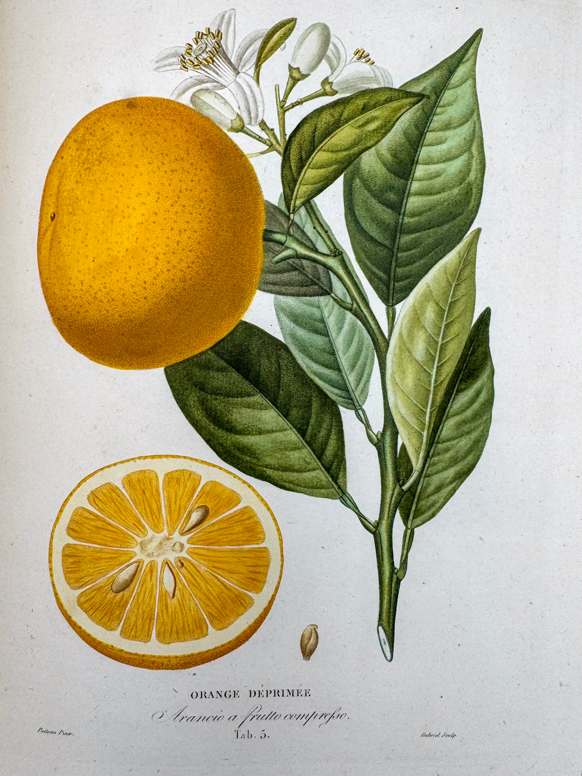 Histoire naturelle des orangers