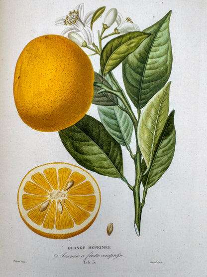 Histoire naturelle des orangers