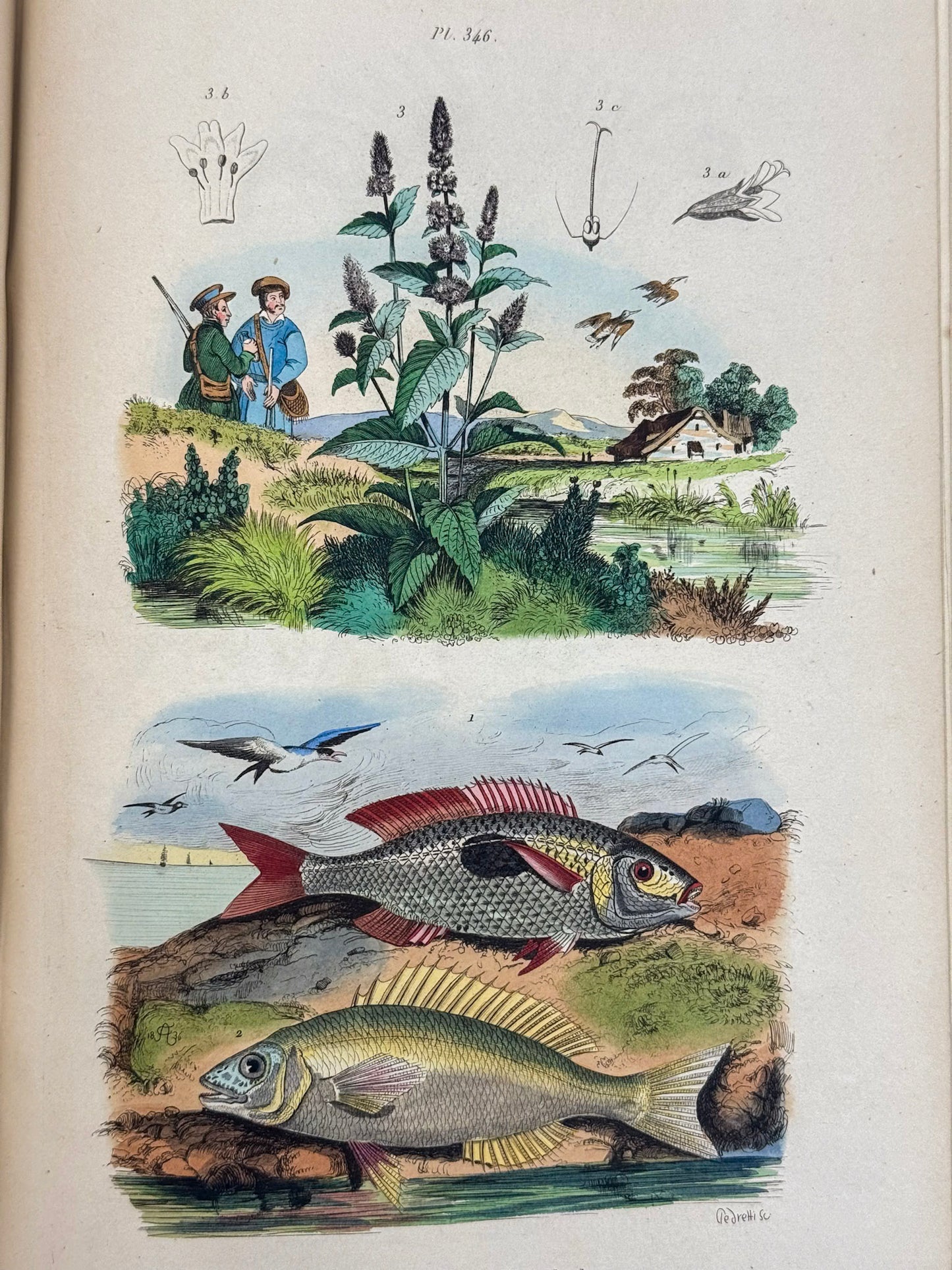 Dictionnaire pittoresque d'histoire naturelle