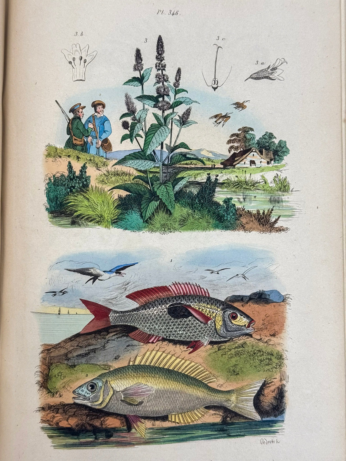 Dictionnaire pittoresque d'histoire naturelle