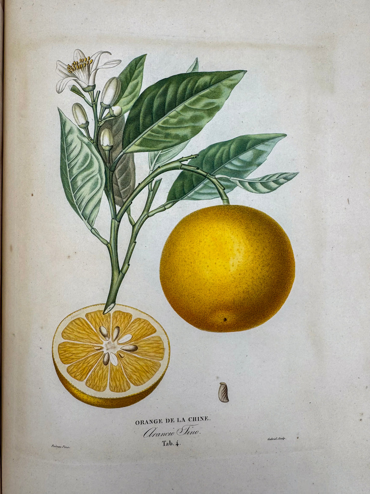 Histoire naturelle des orangers