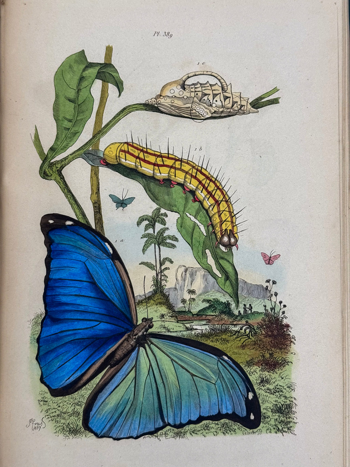 Dictionnaire pittoresque d'histoire naturelle