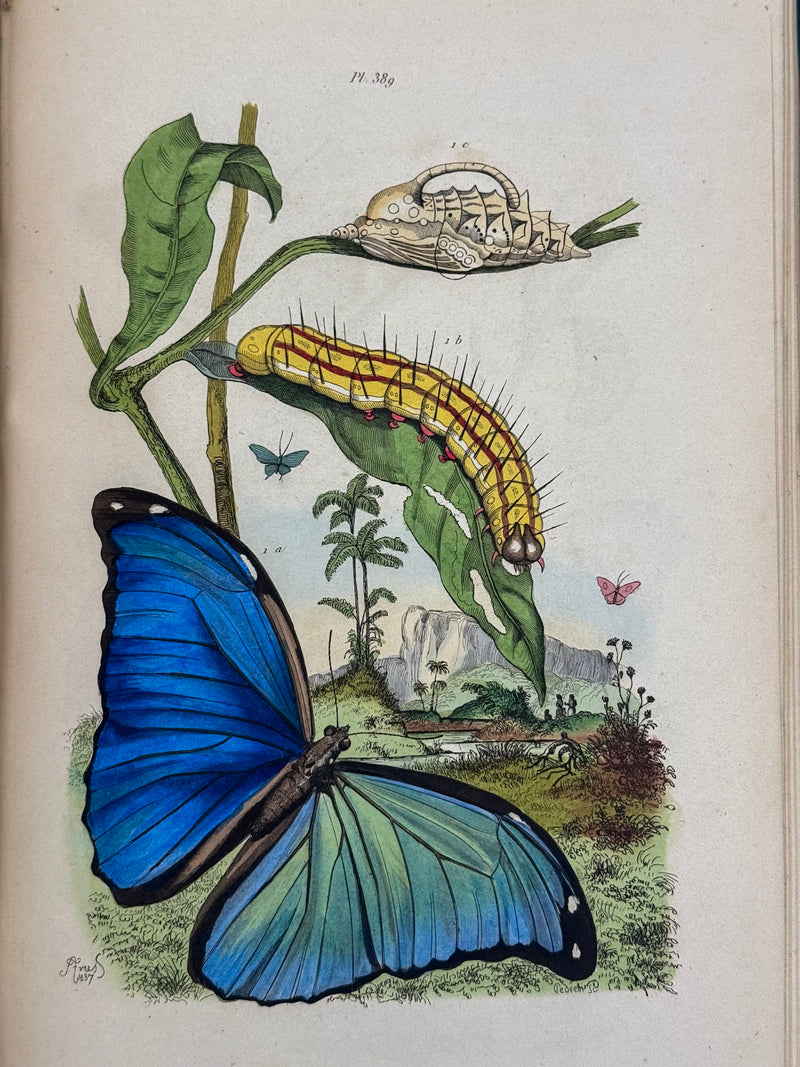 Dictionnaire pittoresque d'histoire naturelle