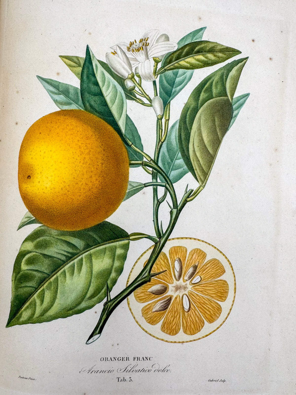 Histoire naturelle des orangers