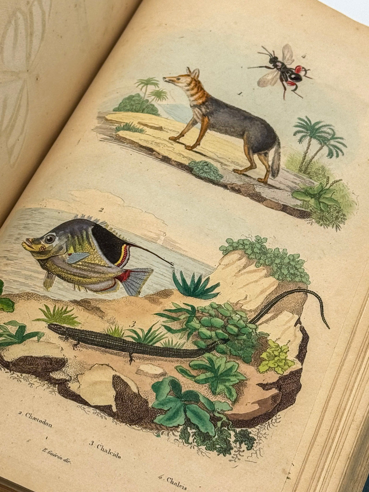 Dictionnaire pittoresque d'histoire naturelle