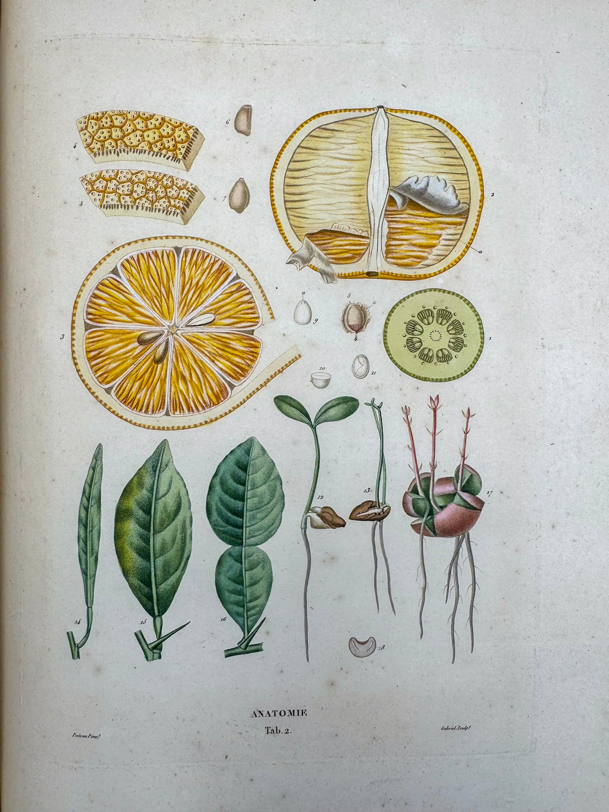 Histoire naturelle des orangers