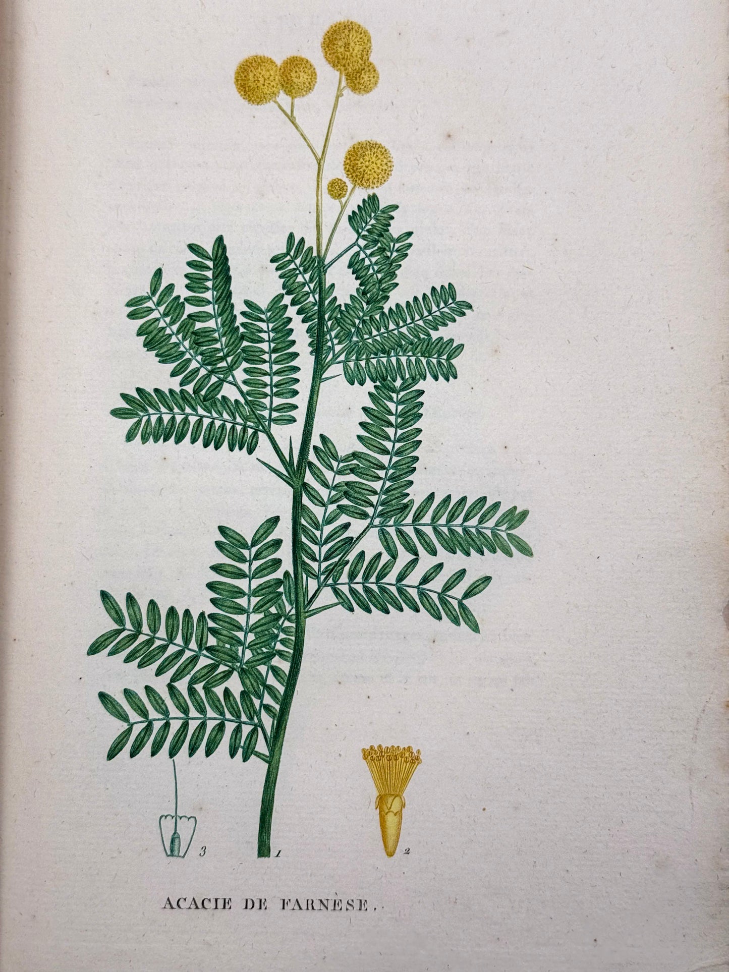 Traité des arbrisseaux et des arbustes cultivés en France et en pleine terre