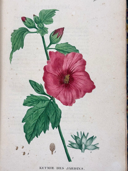 Traité des arbrisseaux et des arbustes cultivés en France et en pleine terre