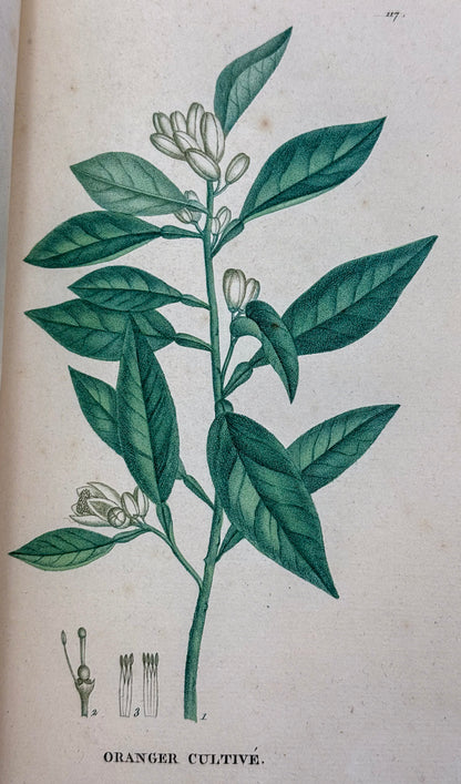 Traité des arbrisseaux et des arbustes cultivés en France et en pleine terre