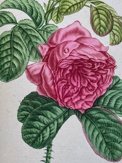 Traité des arbrisseaux et des arbustes cultivés en France et en pleine terre