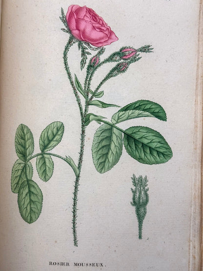 Traité des arbrisseaux et des arbustes cultivés en France et en pleine terre