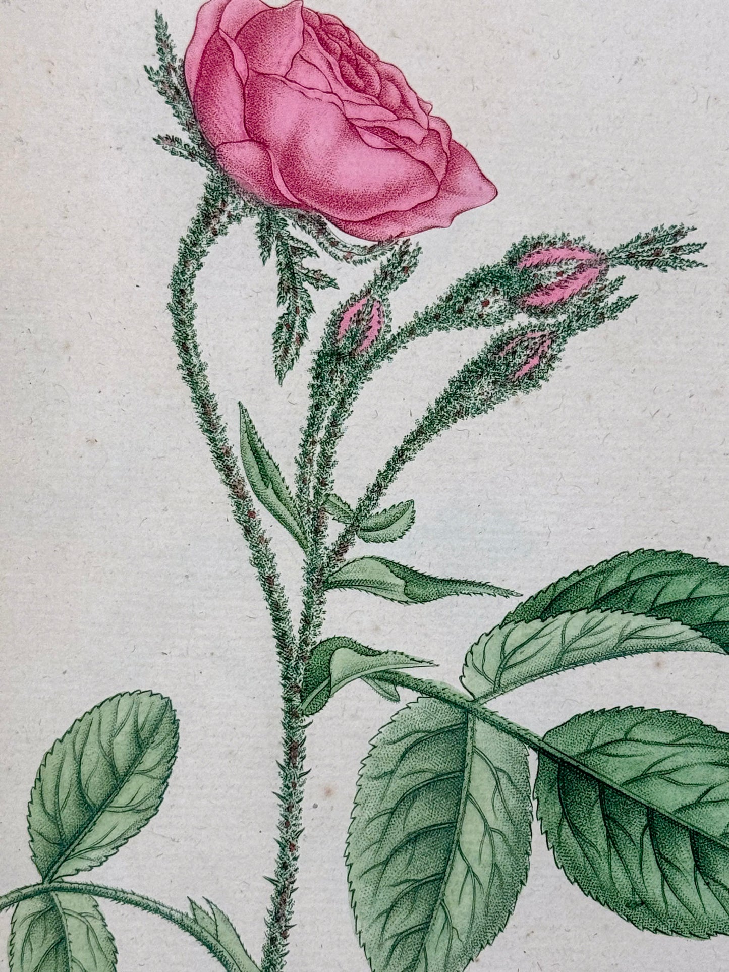 Traité des arbrisseaux et des arbustes cultivés en France et en pleine terre