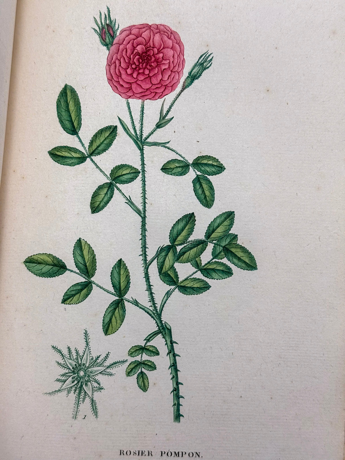 Traité des arbrisseaux et des arbustes cultivés en France et en pleine terre