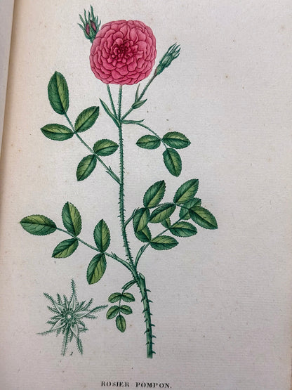 Traité des arbrisseaux et des arbustes cultivés en France et en pleine terre