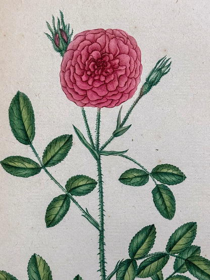 Traité des arbrisseaux et des arbustes cultivés en France et en pleine terre