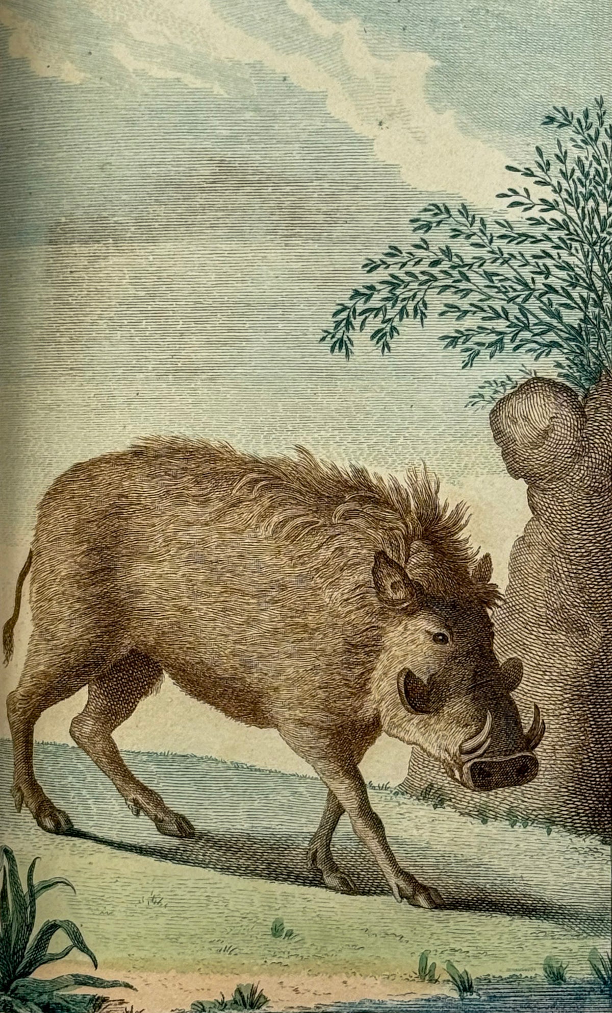 Voyage dans l'intérieur de l'Afrique, par le cap de Bonne-Espérance