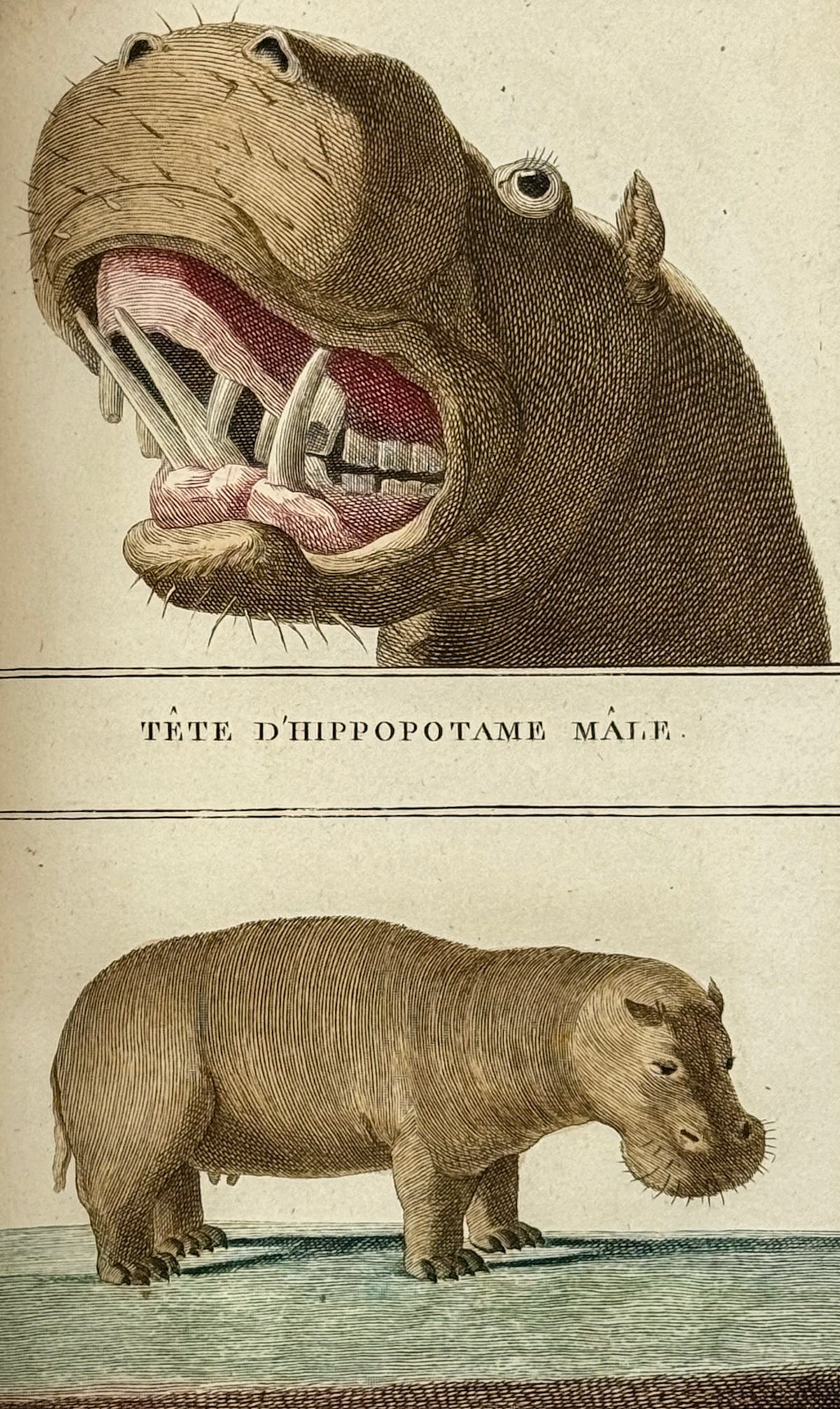 Voyage dans l'intérieur de l'Afrique, par le cap de Bonne-Espérance